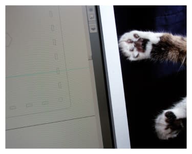 Two paws reach out for a computer screen.