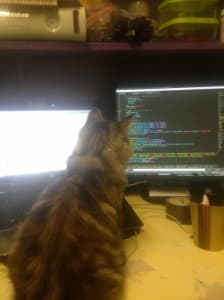 The back of a grey and cat's head is shown as it looks at a computer screen