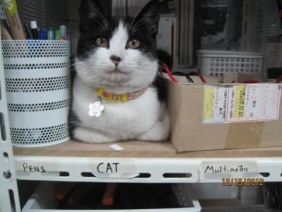 White and black cat sits on shelf in between a cup of pencils and a cardboard box