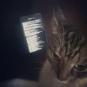 Close up on grey cat's head, which is next to a glowing smart phone screen.