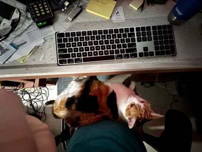 A calico cat rests on a lap facing a keyboard at a workstation
