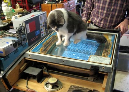 cat perched atop glass covering game display