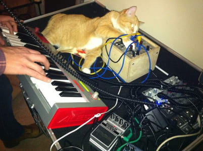cat on desk behind musical keyboard messing around with cables running from various pedals and switches.