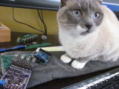 cat looking off camera while perched on a neatly folded towel.