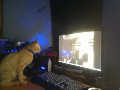 An orange tabby cat wearing a dark collar stares at a brightly lit computer monitor.