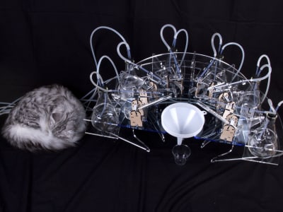 A grey and white cat sleeps next to beakers and funnels on an all black background.