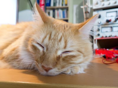 orange and white cat sleeping with head resting on bronze colored electronics bench