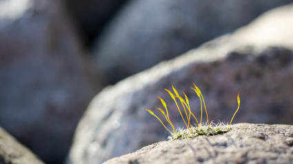 A flower grows among grey rocks.