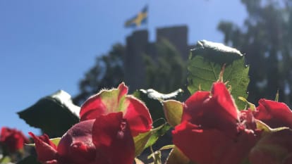 Bild med blommor i förgrunden, och Visbys mur med svensk flagga i bakgrunden.