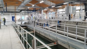 Närbild på vass och annan biodiversitet.