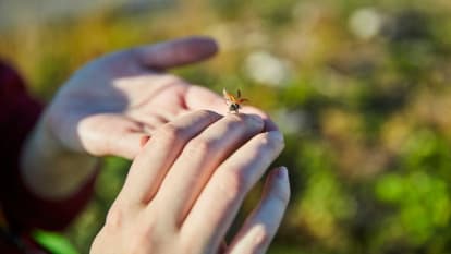 A fly resting on human hands, with flowers in the background.