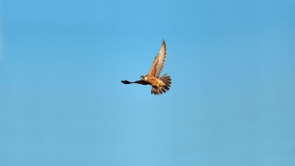 A falcon flies in the clear blue sky.