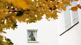 Bild på en vit husfasad med fönster, medan trädgrenar och löv sticker ut alldeles framför kameran.