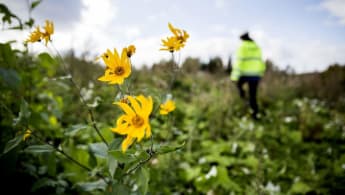 Bild på några blommor i förgrunden, med en byggarbetare och natur i bakgrunden.