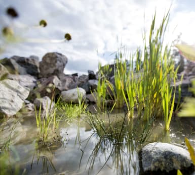 Närbild på vass och annan biodiversitet.