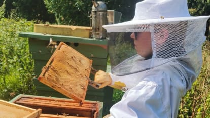 Mehiläistarhausta NCC:n Pornaisten kiviainesalueella. Kuva: Kari Torkkola