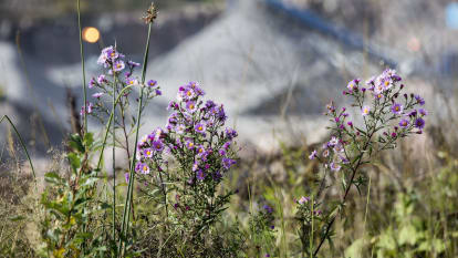 Kundportalen. en bild föreställande blommor och annan växtlighet i förgrunden. I bakgrunden syns en av NCC:s anläggningar för ballast