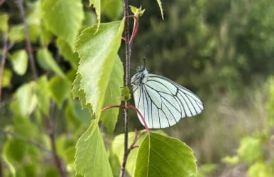 Insekter i NCC-grusgrav
