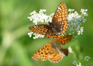 Projektissa on parannettu kirjoverkkoperhosen elinolosuhteita NCC:n Pornaisten kiviainesalueella lisäämällä perhosen tärkeimmän ravintokasvin, kangasmaitikan, esiintymistä.