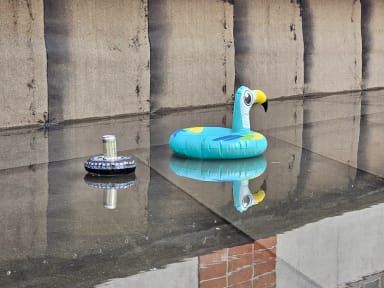 Flamingo