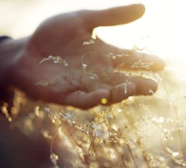 A hand grasps growing seeds, with the sun shining strongly in the background.