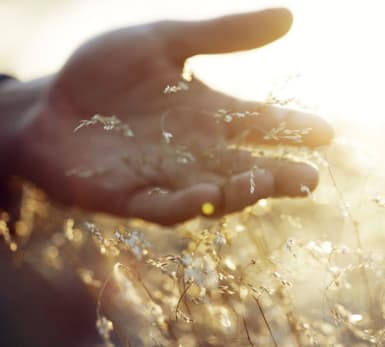 A hand grasps growing seeds, with the sun shining strongly in the background.