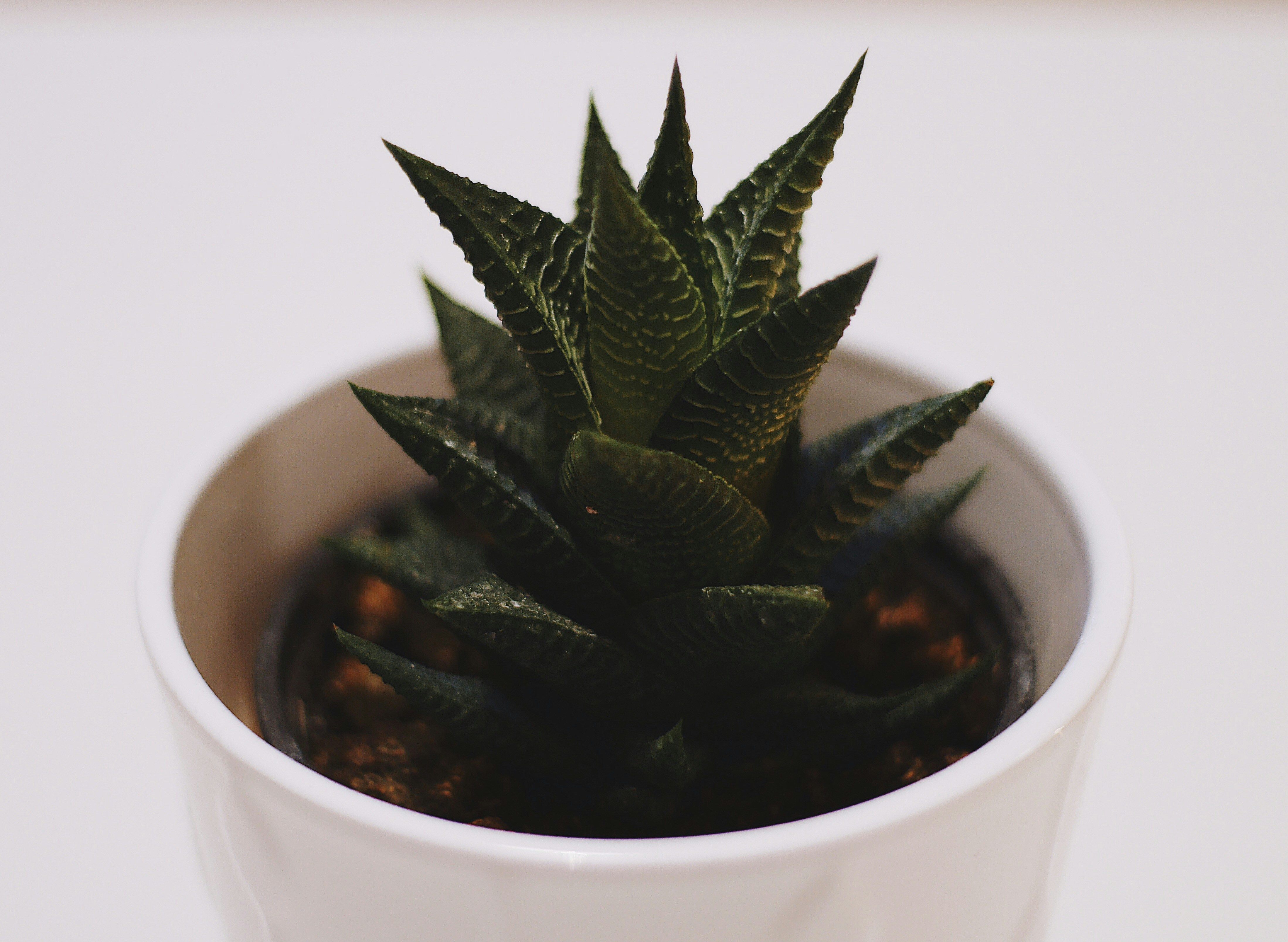 Terracotta planters collection