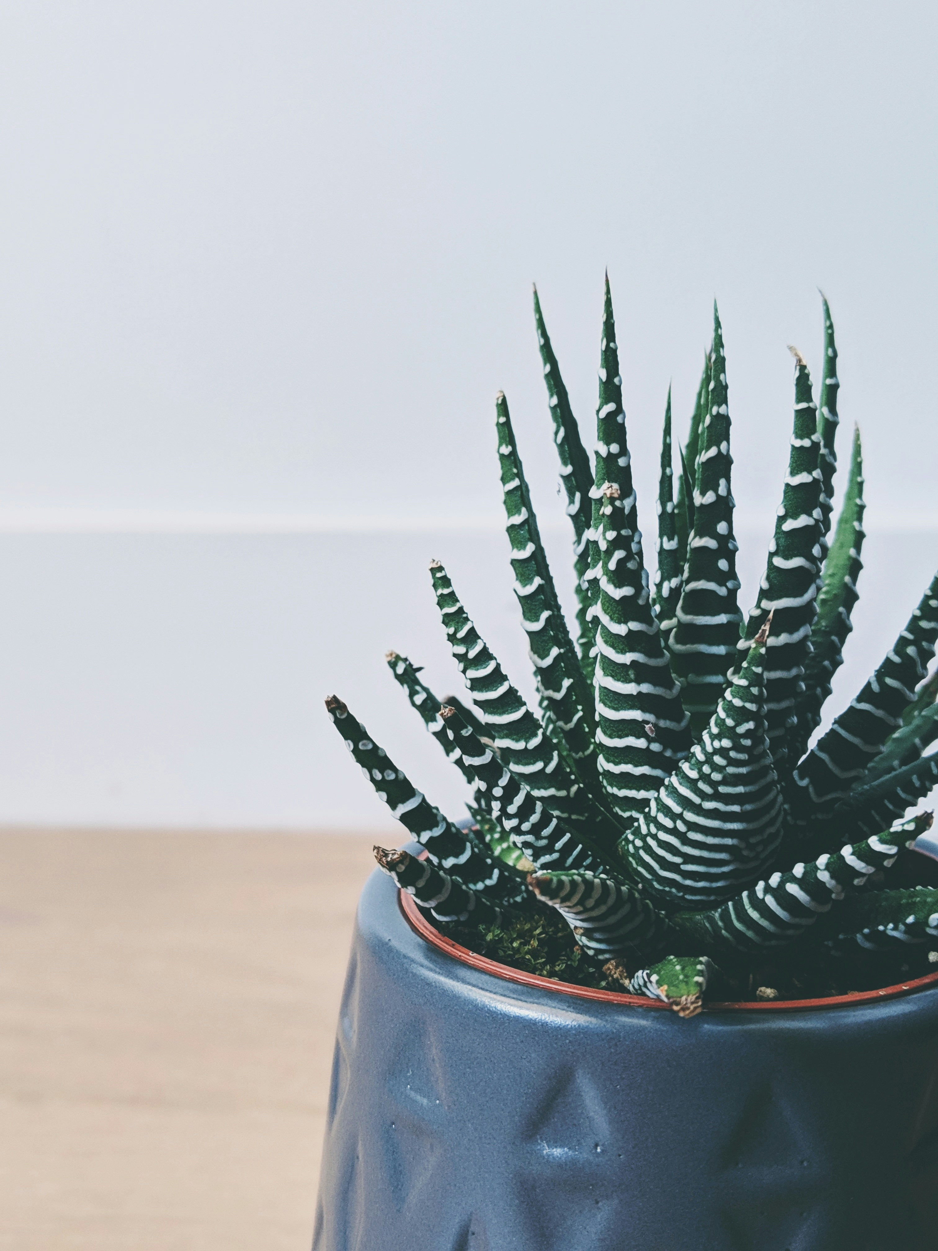 Luxury designer planters collection