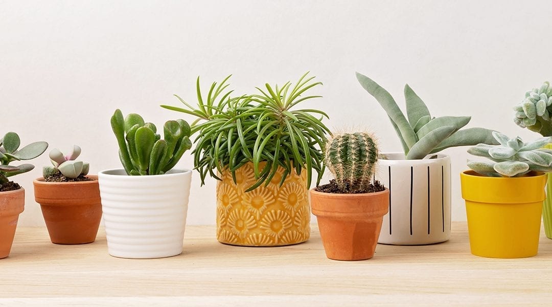 Urban Planters premium outdoor pots and planters collection Dubai