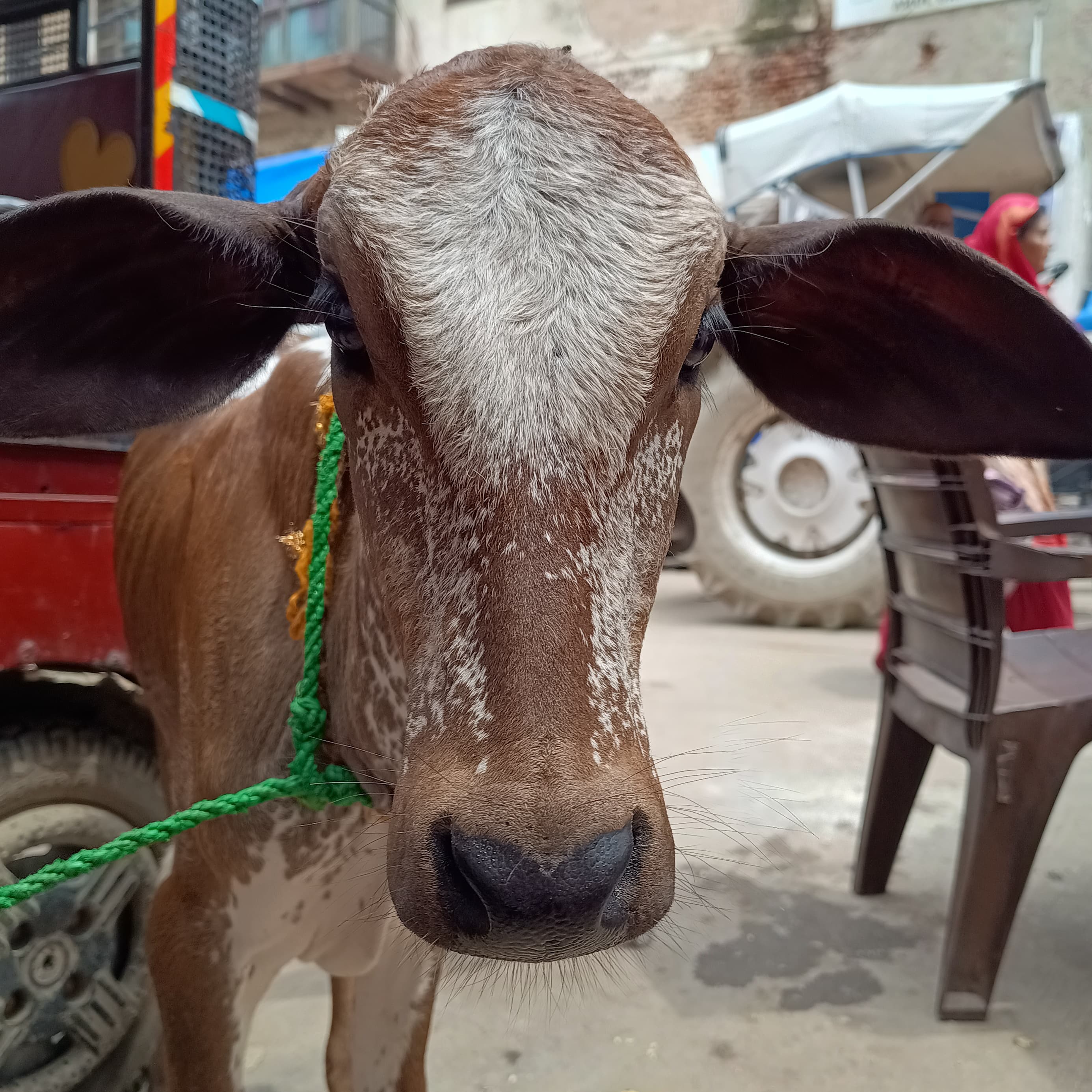 Gokul ki gaayiya