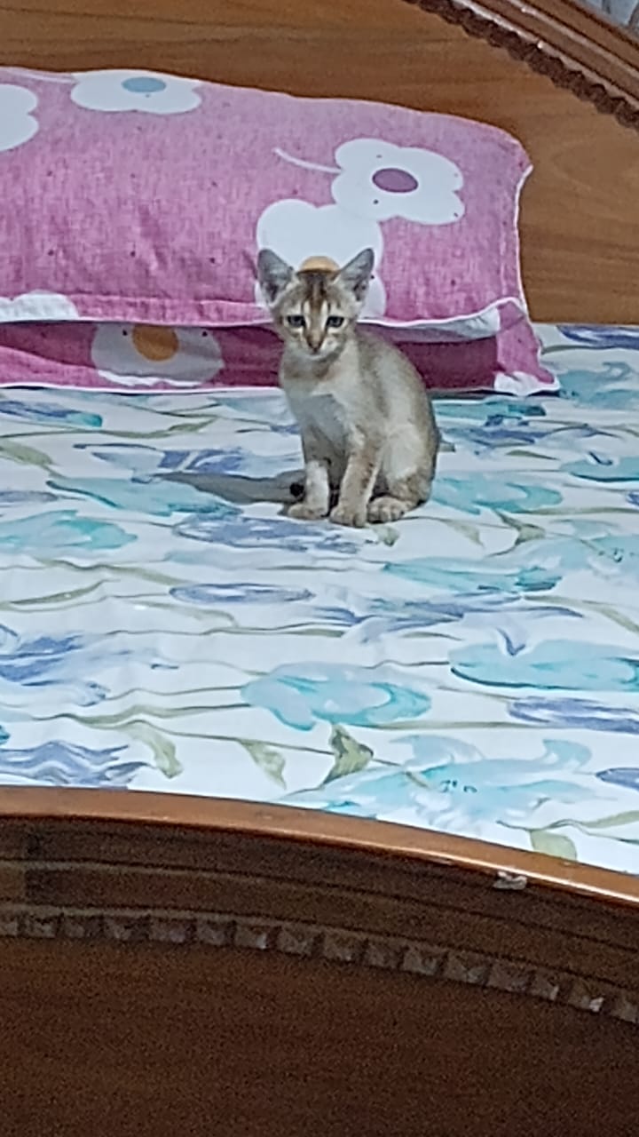 Billi boli mai-aau. I said alr