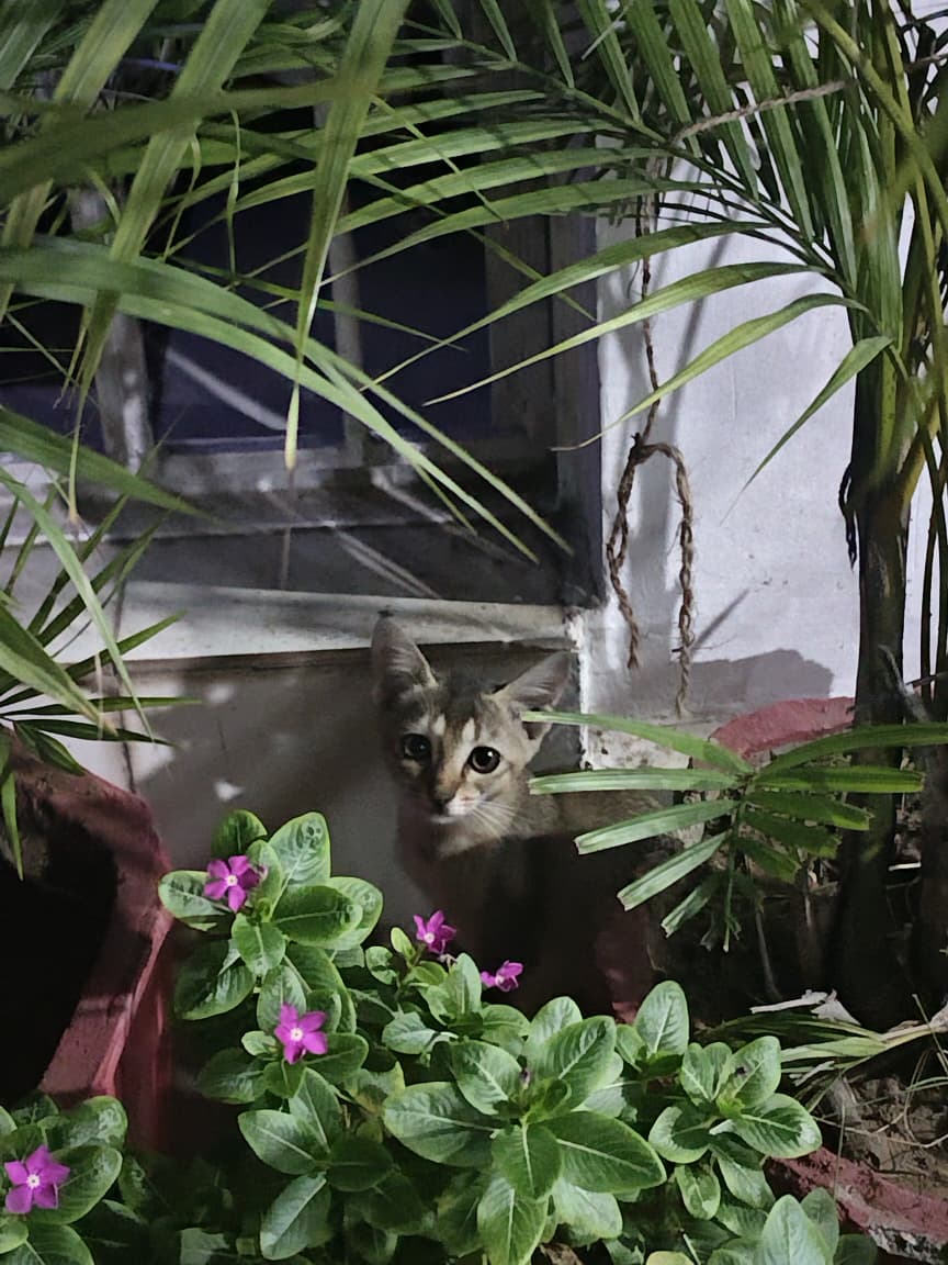 They always mess up our garden... mummy is soo frustrated with these little fellas 😂