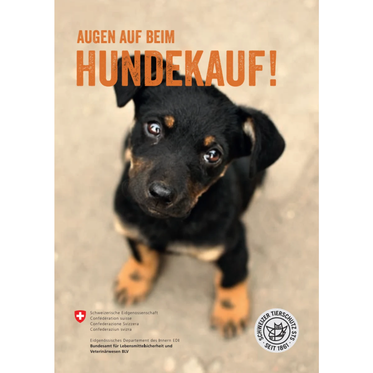 Augen auf beim Hundekauf!