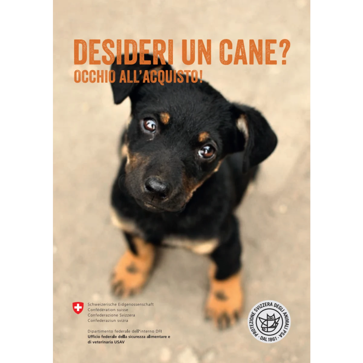 Desideri un cane? Occhio all'acquisto!