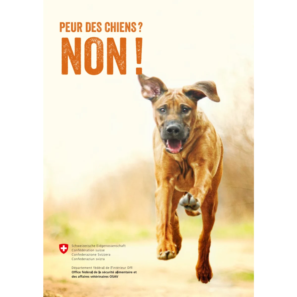 Peur des chiens? Non!