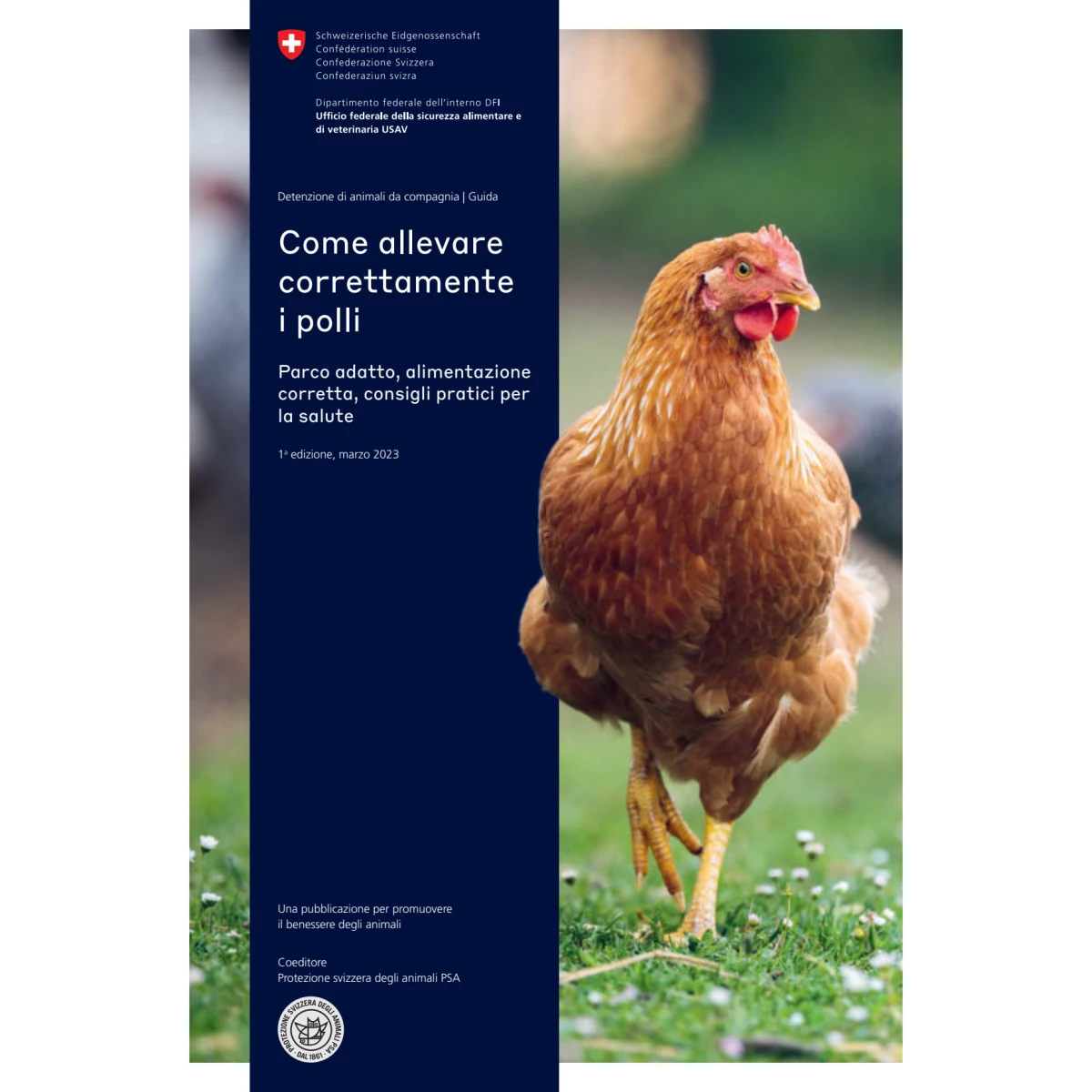 Come allevare correttamente i polli