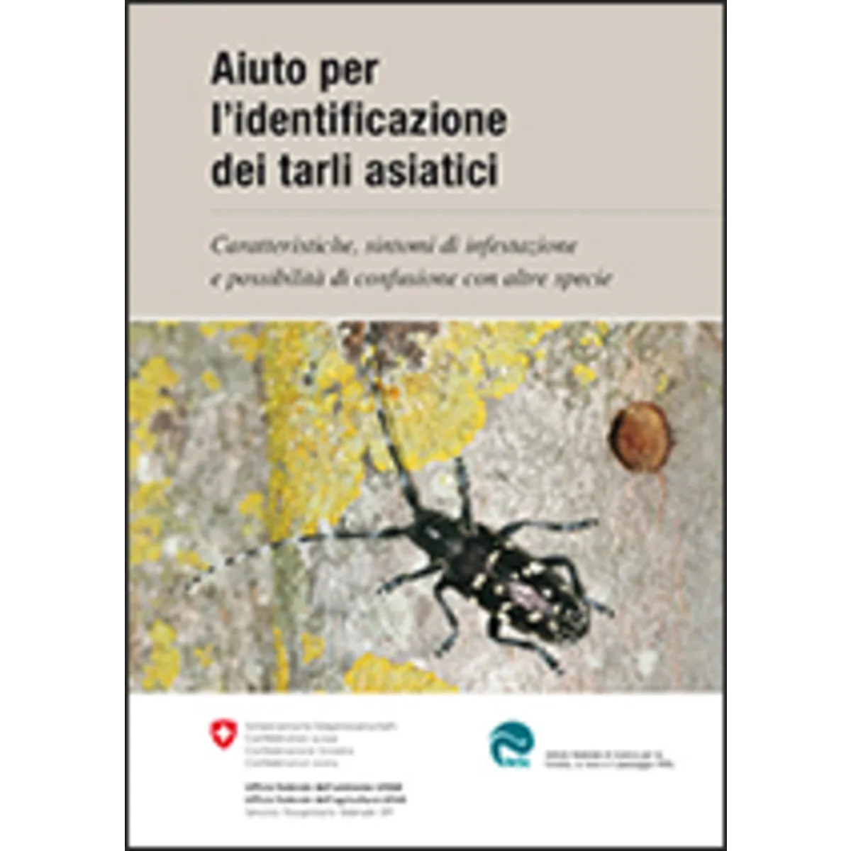 Aiuto identificazione dei tarli asiatici