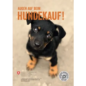 Augen auf beim Hundekauf!