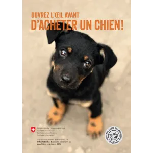 Ouvrez l'oeil avant d'acheter un chien!