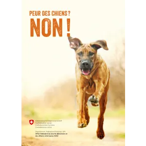 Peur des chiens? Non!