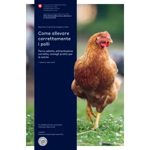 Come allevare correttamente i polli
