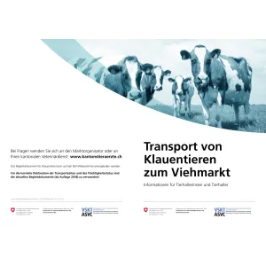 Transport von Klauentieren zum Viehmarkt