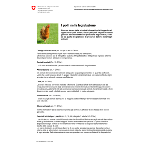 Promemoria I polli nella legislazione