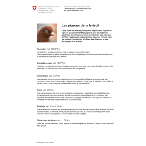 Aide-mémoire Les pigeons dans le droit