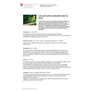Aide-mémoire Perruches ondulées droit