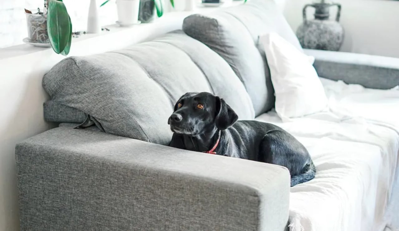 mallas de seguridad para mascotas