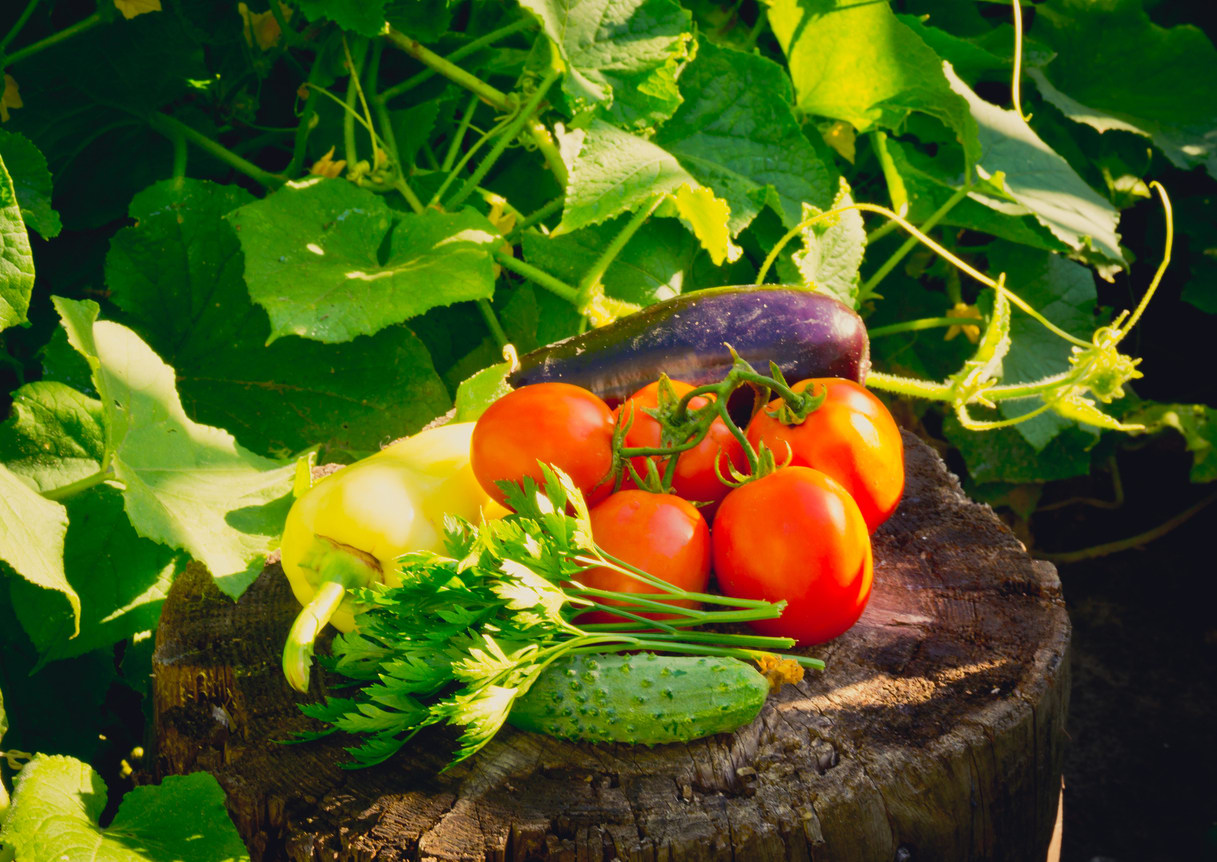 Cultiva vegetales en casa