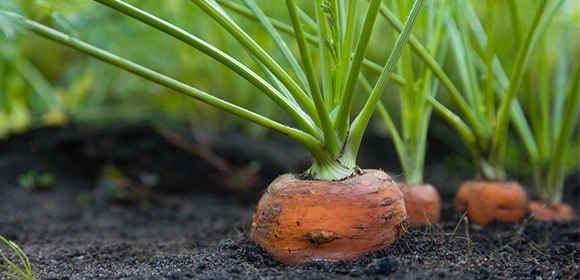 Convierte tu jardín en un pequeño huerto