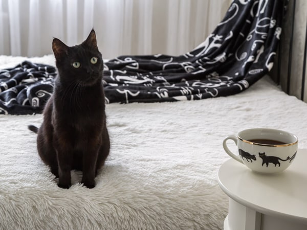 El café donde los gatos son dueños de casa