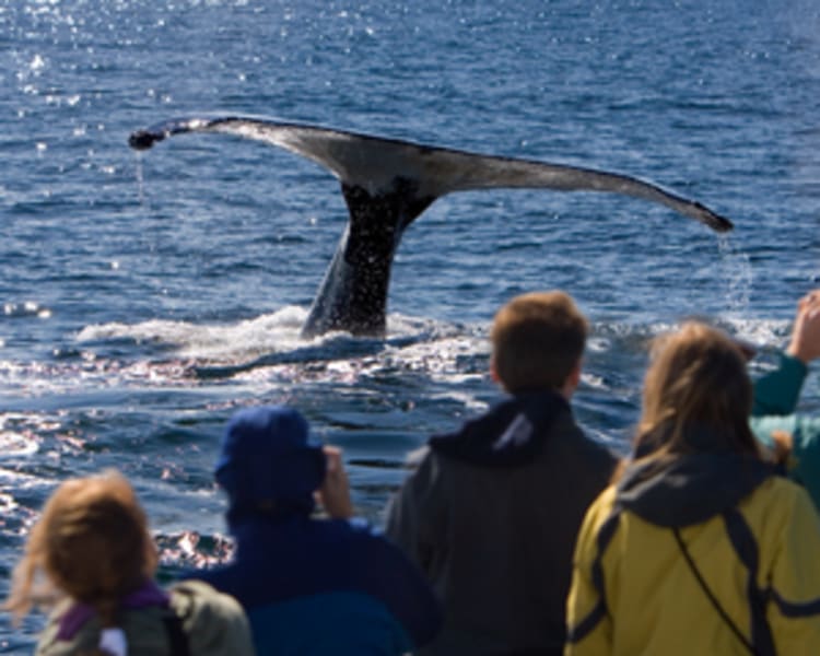 Private Whale Watch Eco Tour - 2 Hours